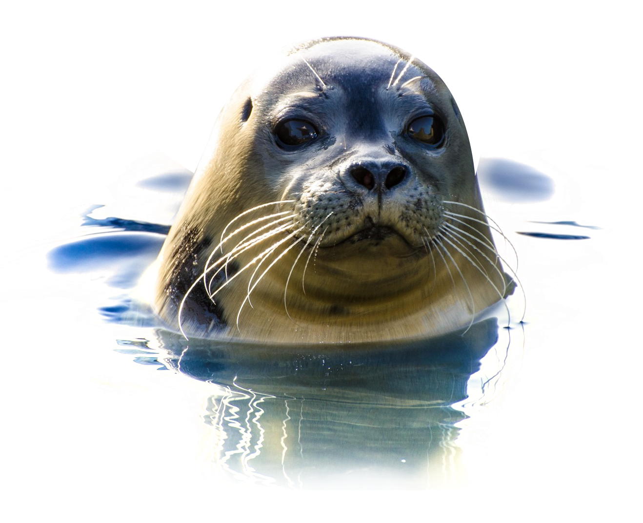 Curious Seal Emerging From Water