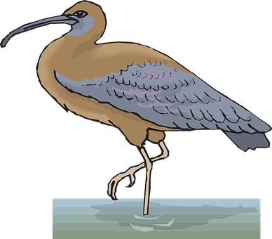 Curlew Bird Illustration