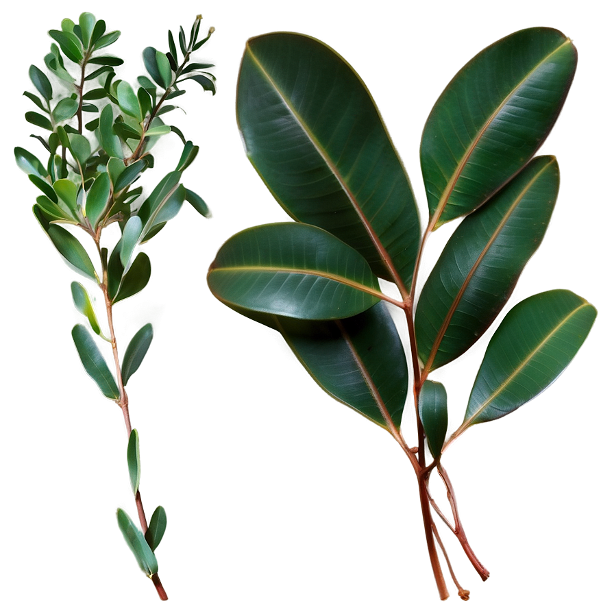 Curly Eucalyptus Leaves Png Lsh