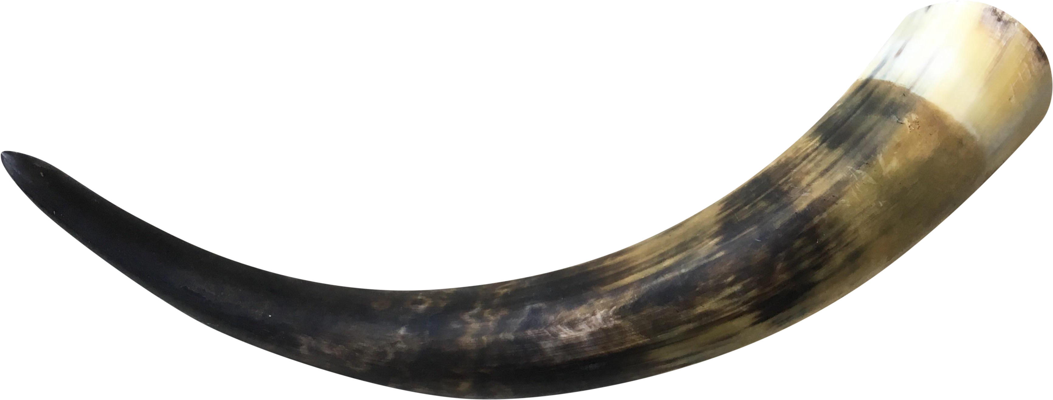 Curved Animal Horn