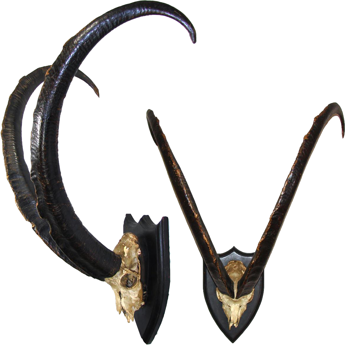 Curved Goat Horns Mounted