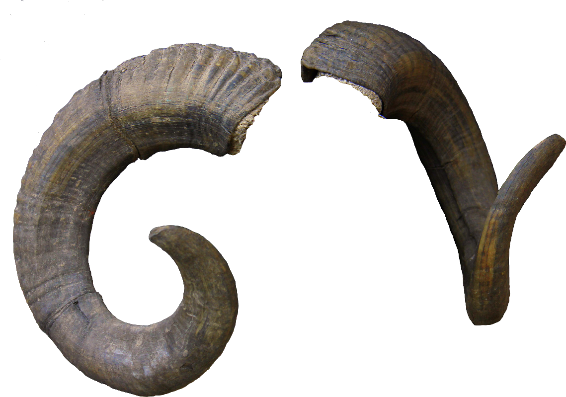 Curved Goat Horns Transparent Background