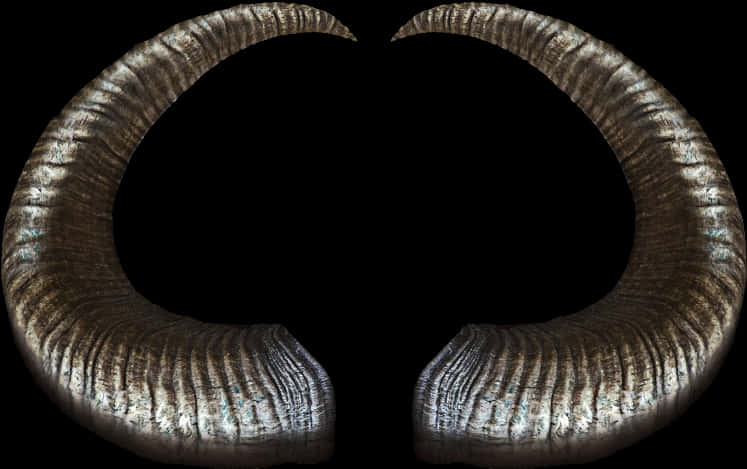 Curved Ram Horns Black Background