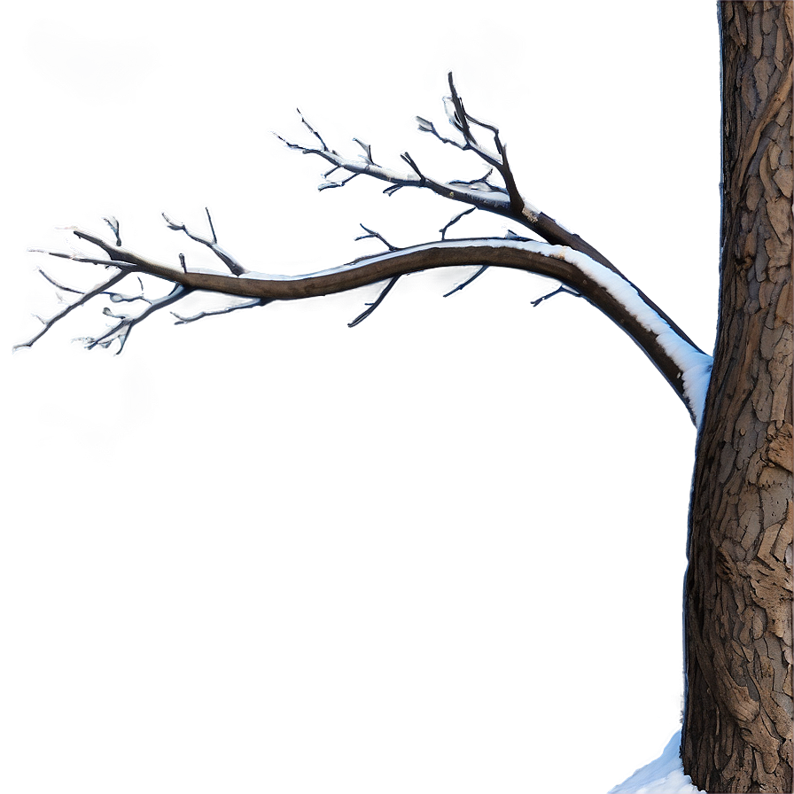 Curved Tree Branches Png 06282024