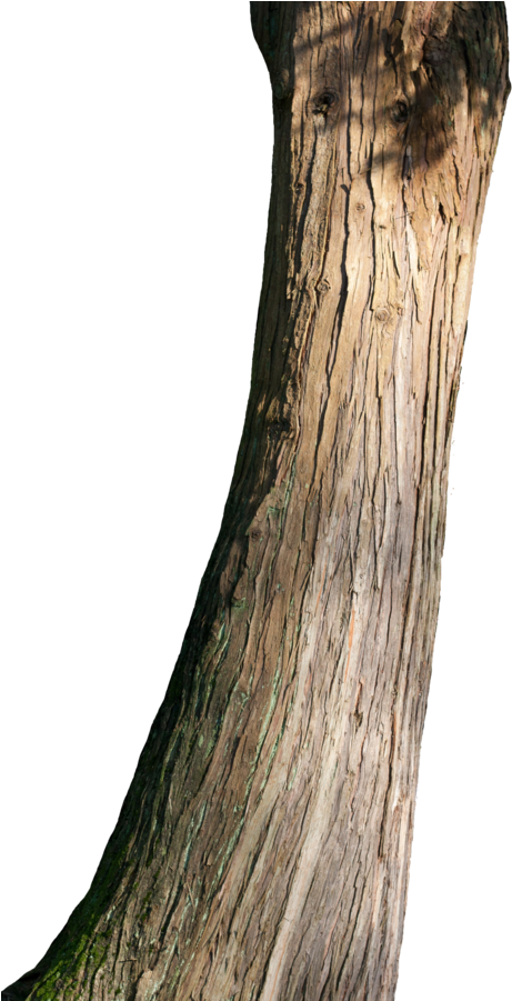 Curved Tree Trunk Texture