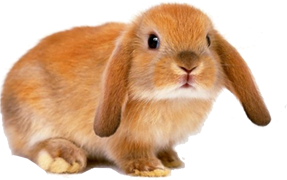 Cute Brown Rabbit Transparent Background