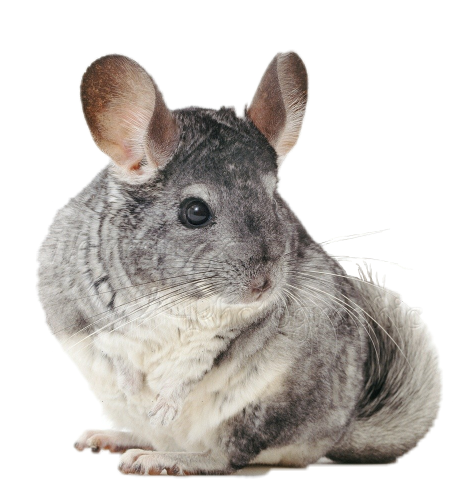 Cute Chinchilla Portrait