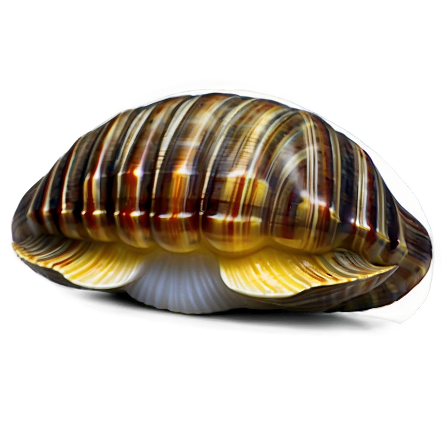 Cute Clam Emoji Png Neh75