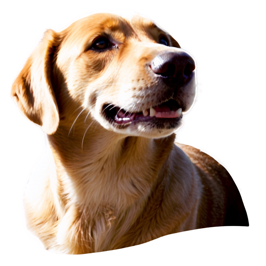 Cute Dog Face Png 05042024