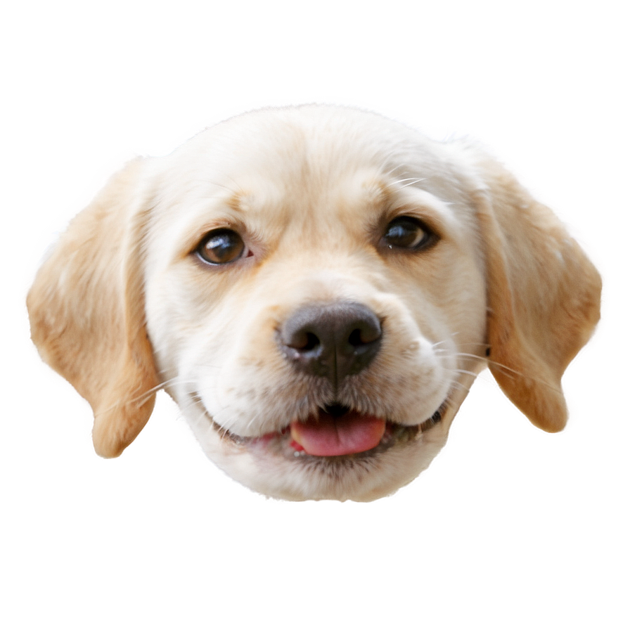 Cute Dog Face Png 05042024