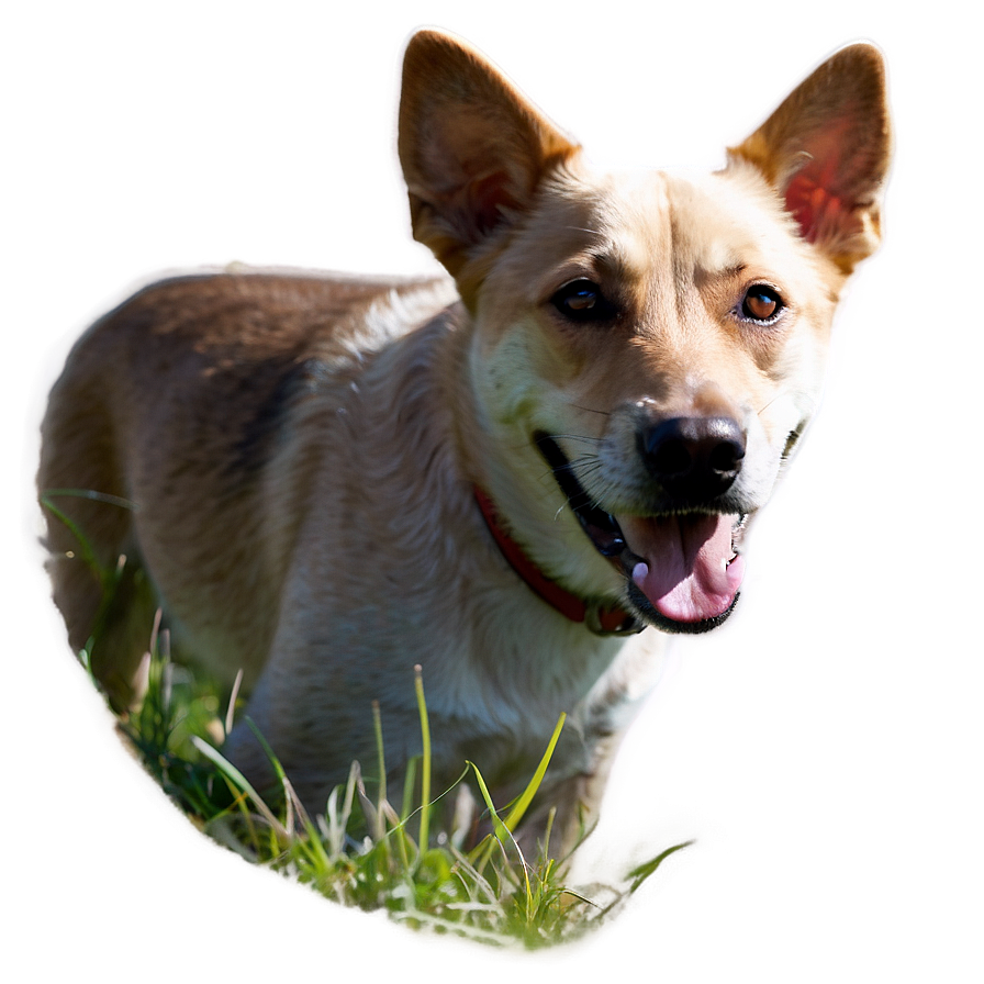 Cute Dog Snout Png Hip