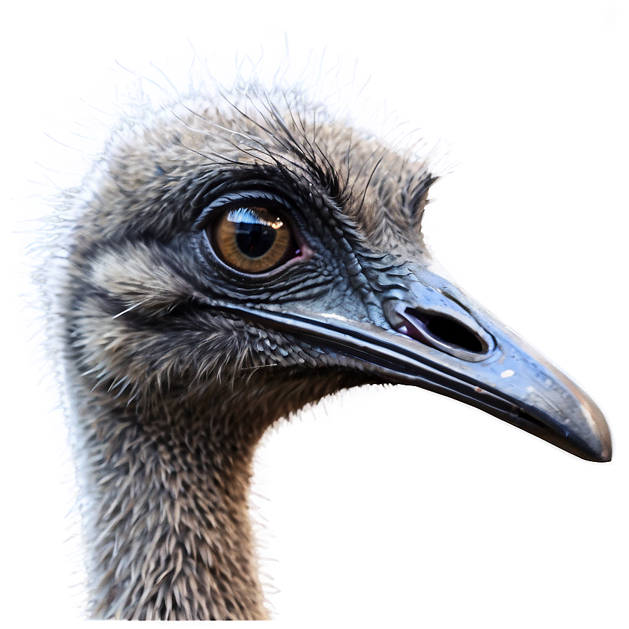 Cute Emu Png 21