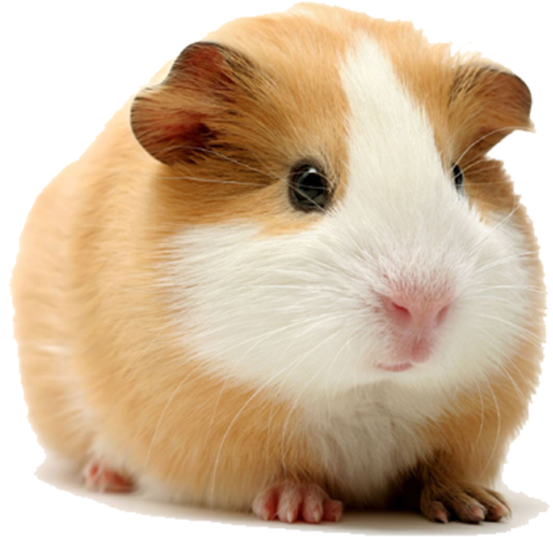 Cute Guinea Pig Portrait