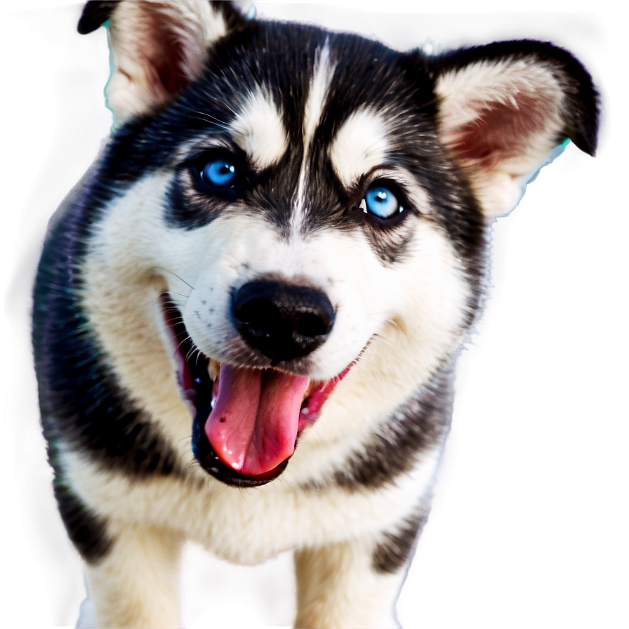 Cute Husky Puppy Png 36