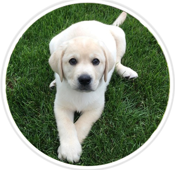 Cute Labrador Puppyon Grass