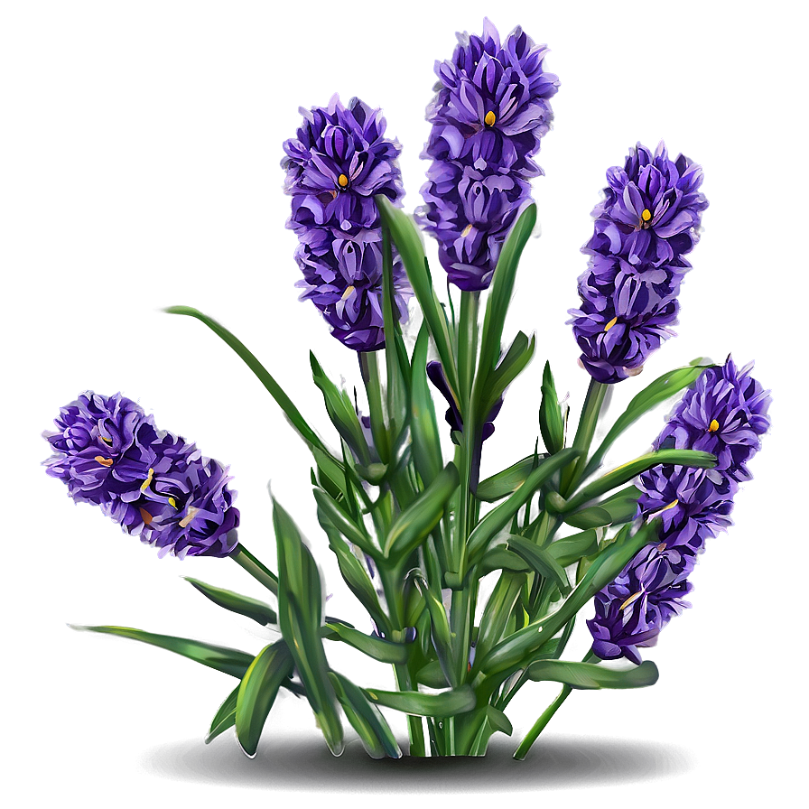 Cute Lavender Flowers Png 06292024