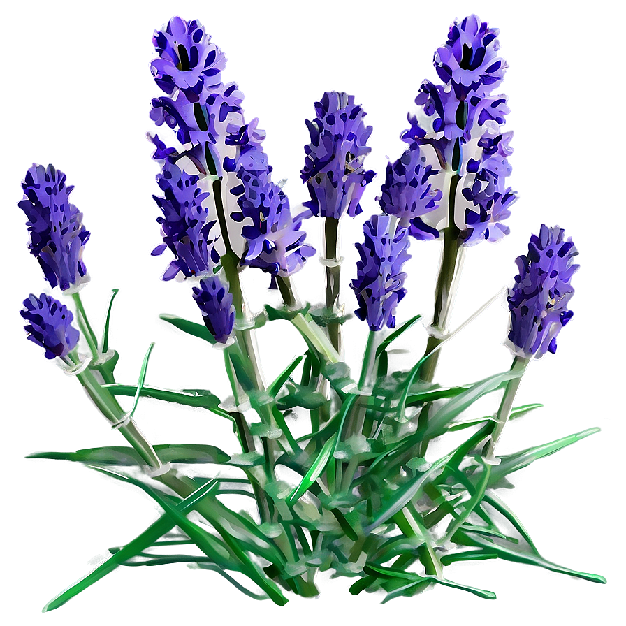 Cute Lavender Flowers Png Njv73