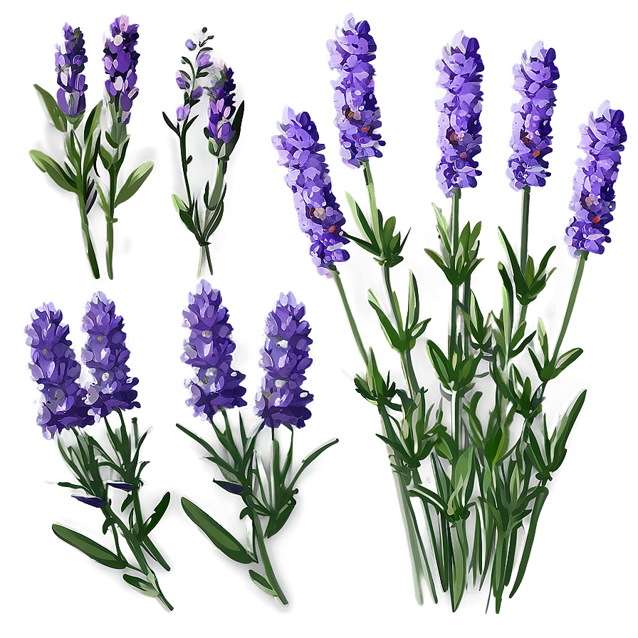 Cute Lavender Flowers Png Qxg