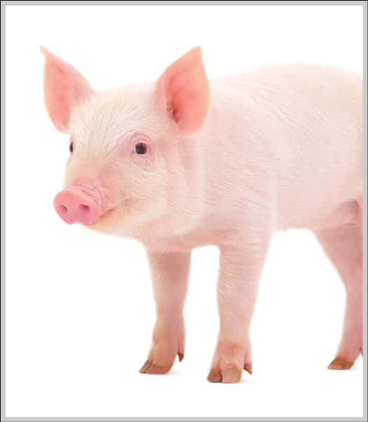 Cute Piglet Standing White Background