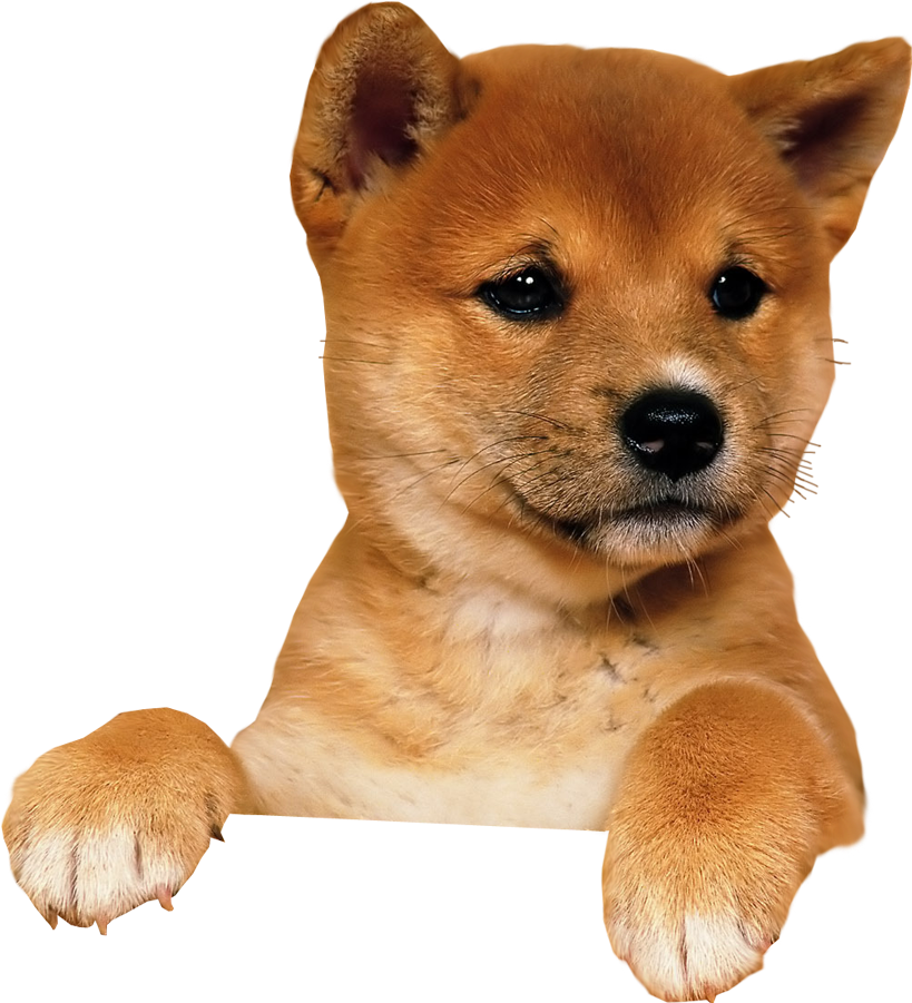 Cute Shiba Inu Puppy