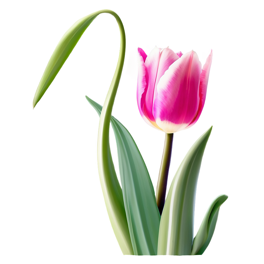 Cute Tulip Flowers Png 16