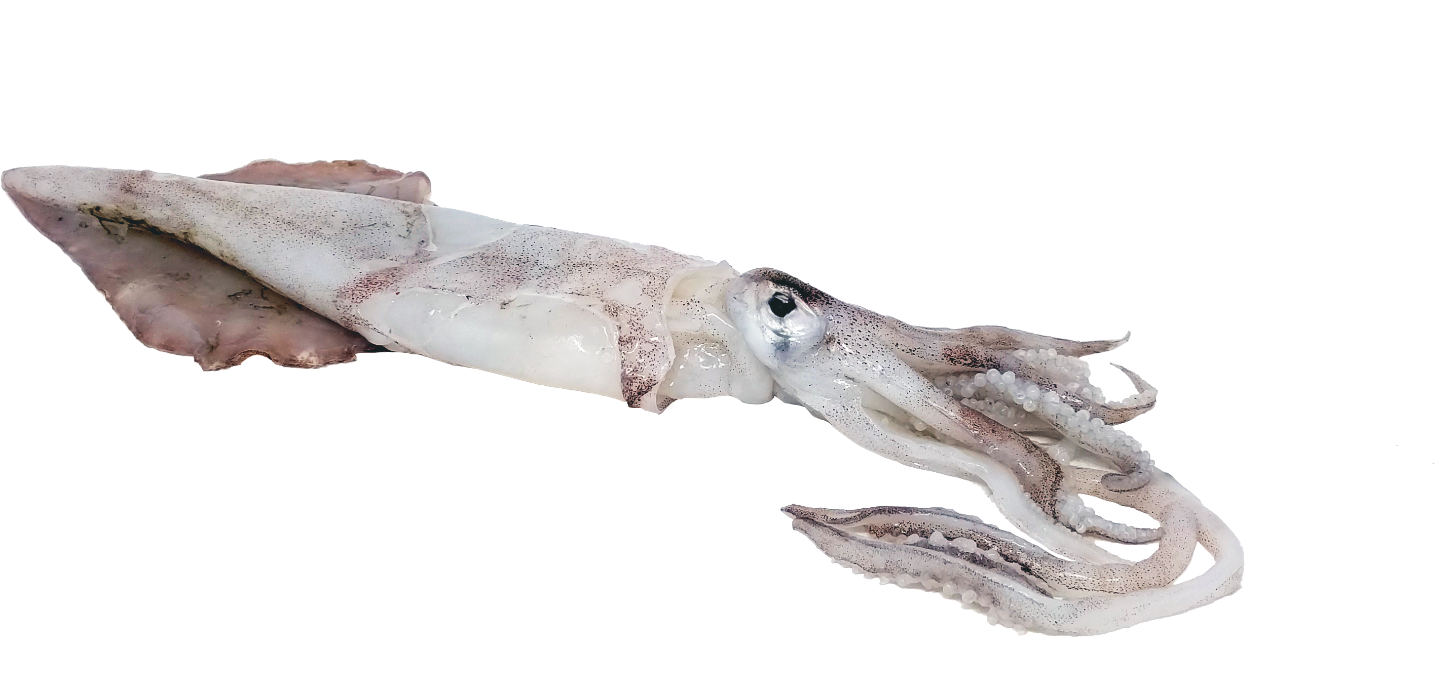 Cuttlefish Swimming Transparent Background