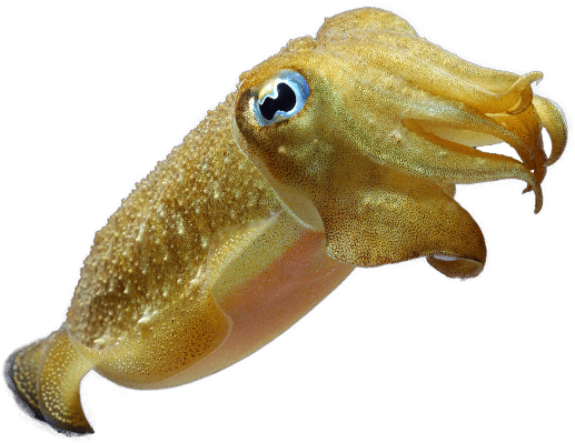 Cuttlefish Swimming Transparent Background