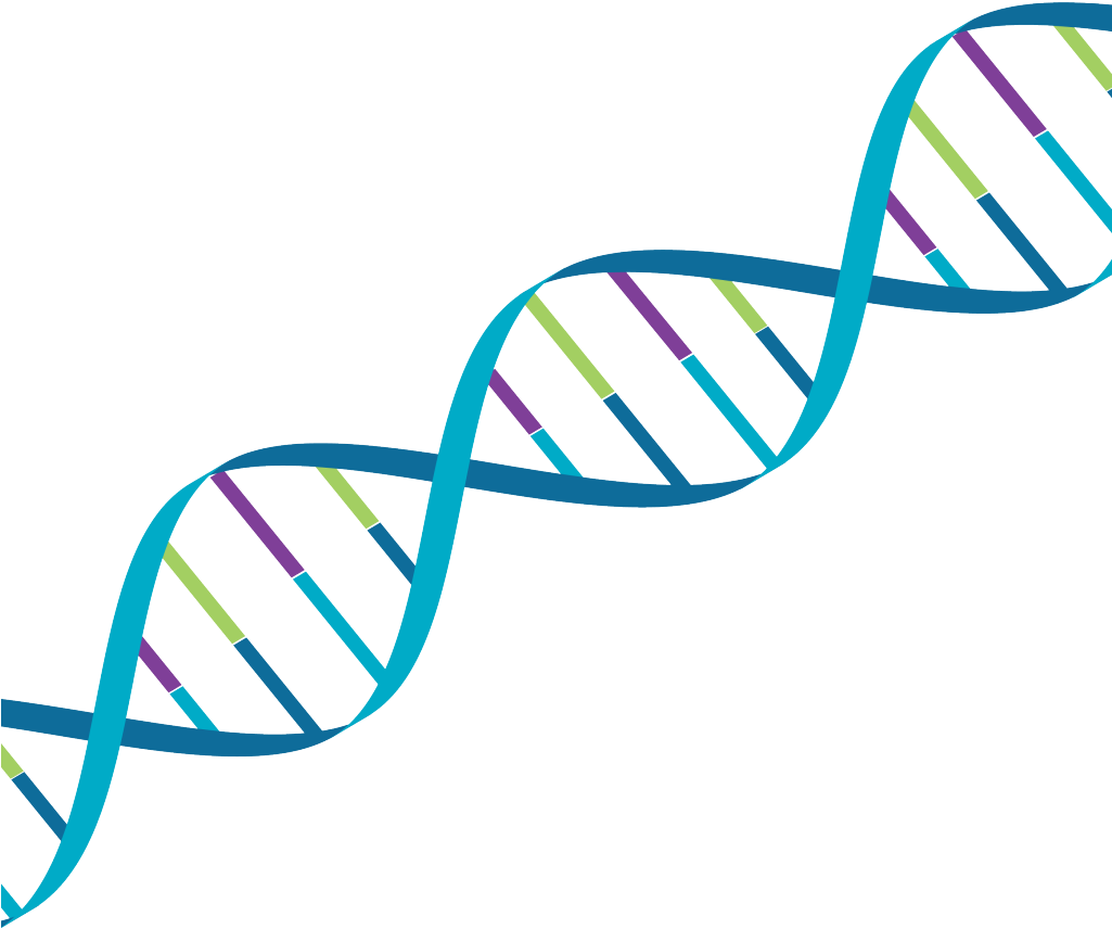 D N A Double Helix Structure