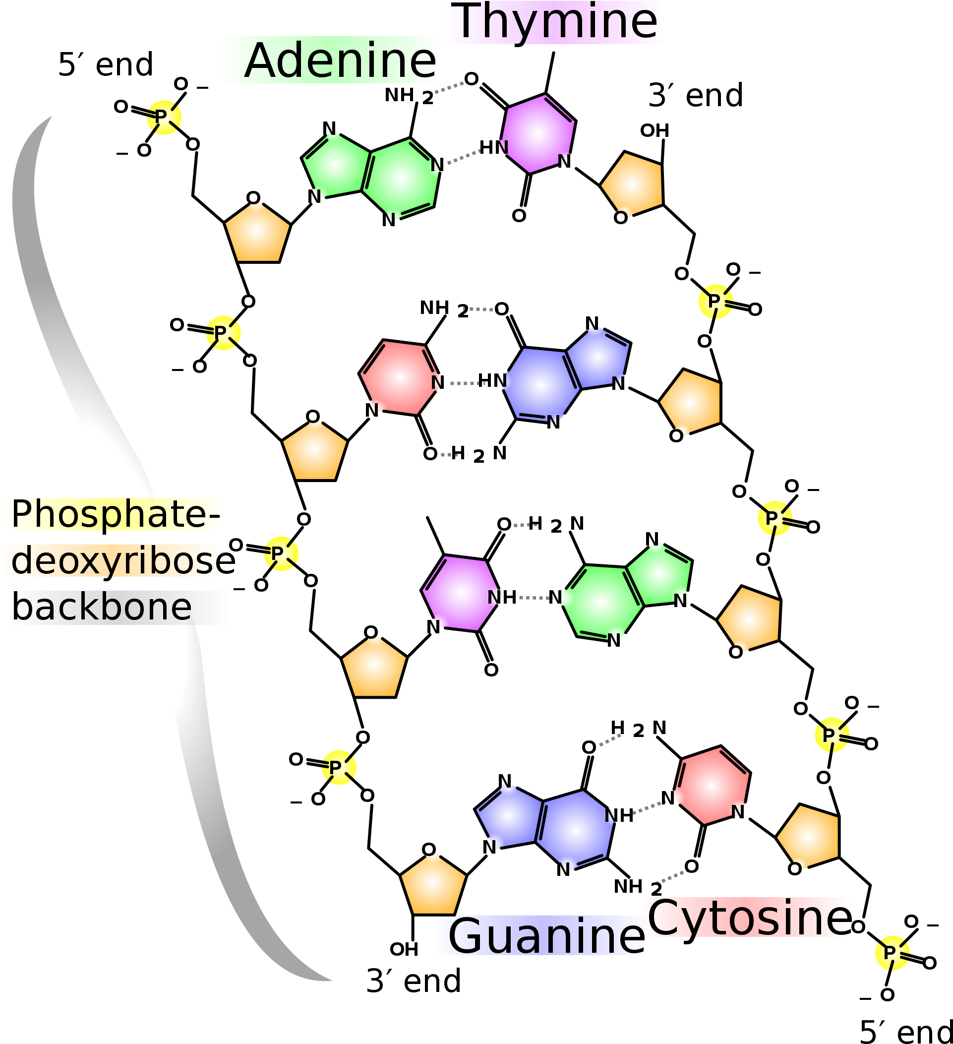 D N A_ Structure_and_ Base_ Pairing