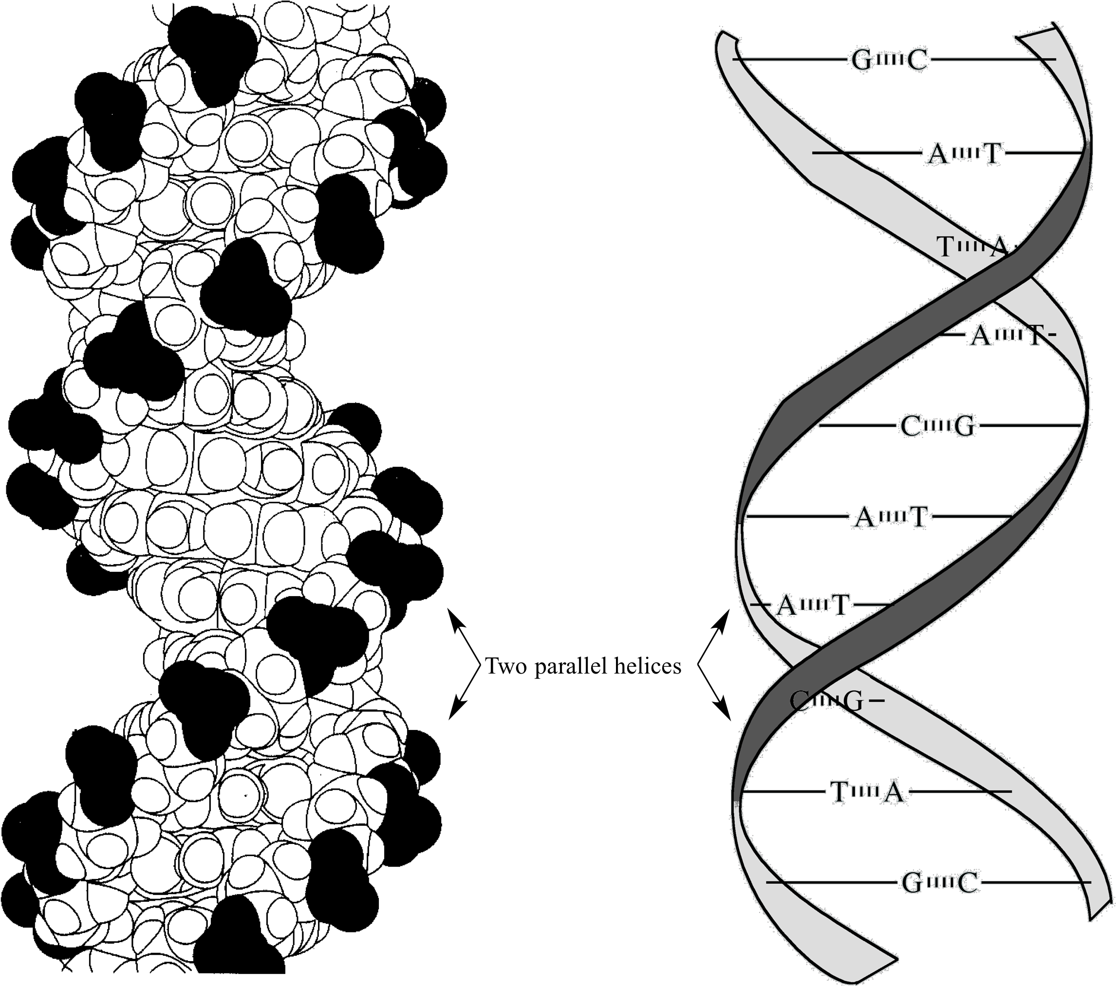 D N A_ Structure_and_ Base_ Pairing