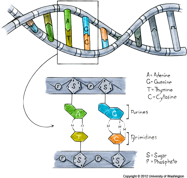 D N A Structureand Bases Illustration