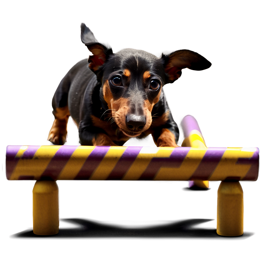 Dachshund Agility Training Png Pbh56