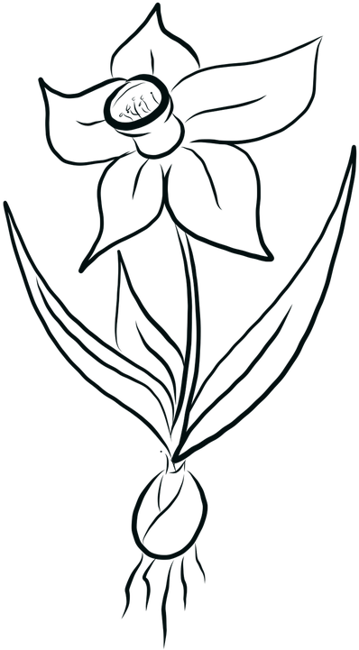 Daffodil Line Drawing