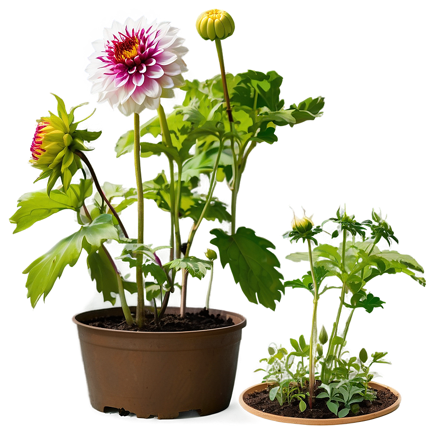 Dahlia Cutting Propagation Png Iqf57