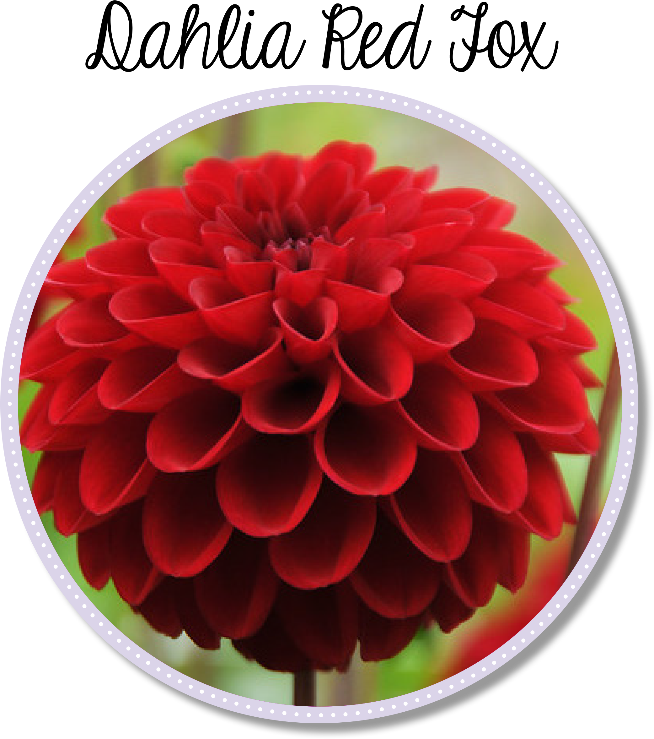 Dahlia Red Fox Flower