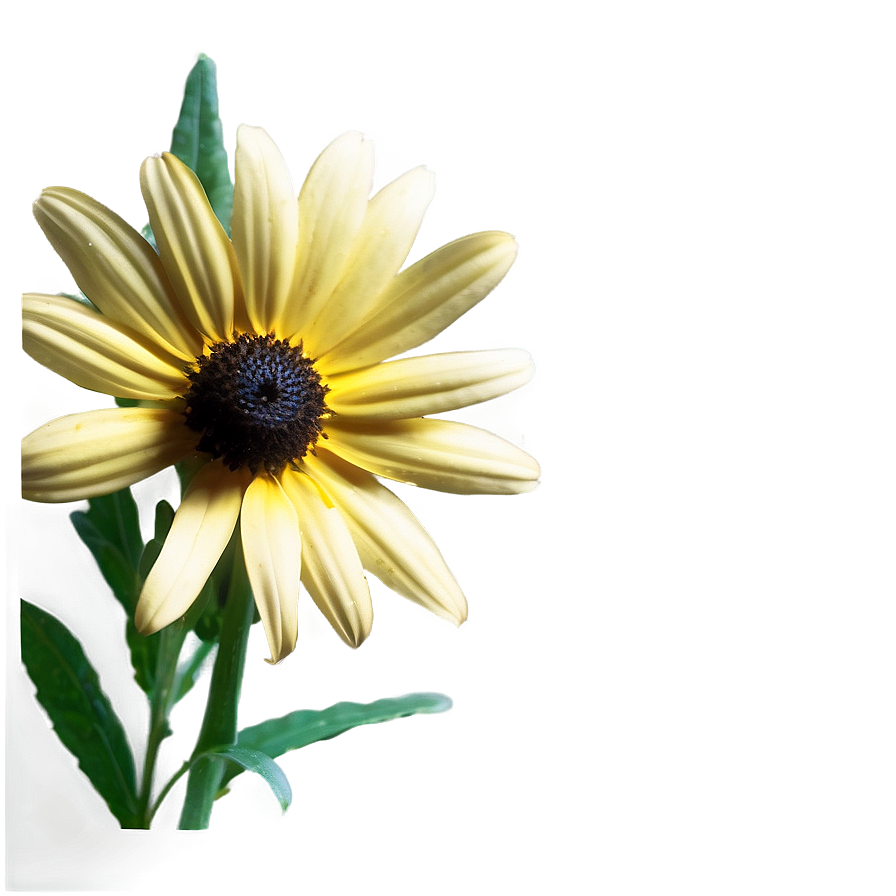 Dainty Black Eyed Susan Png Frv