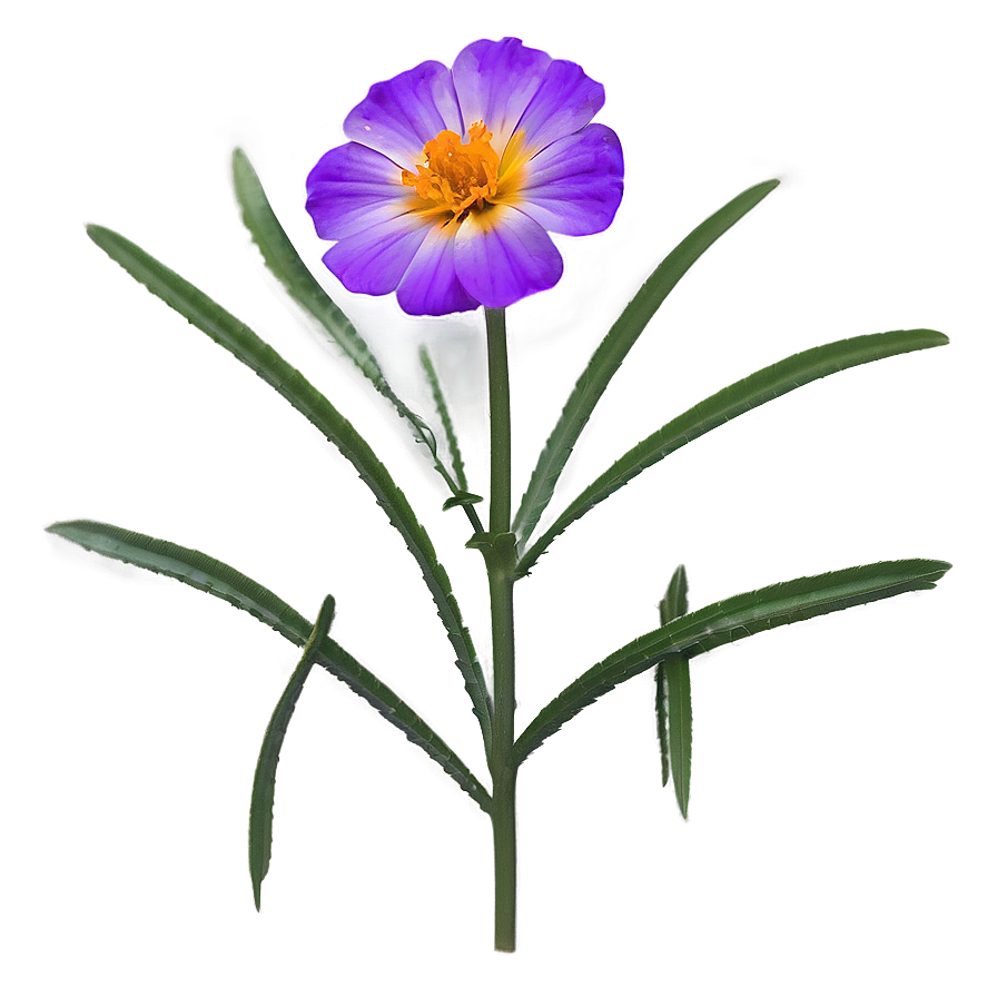 Dainty Marigold Png 06252024