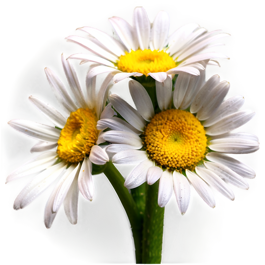 Daisies Bouquet Png 06122024