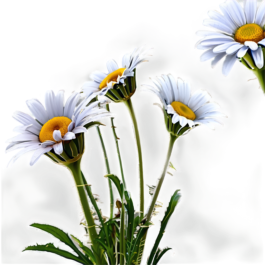 Daisies Bouquet Png Laq