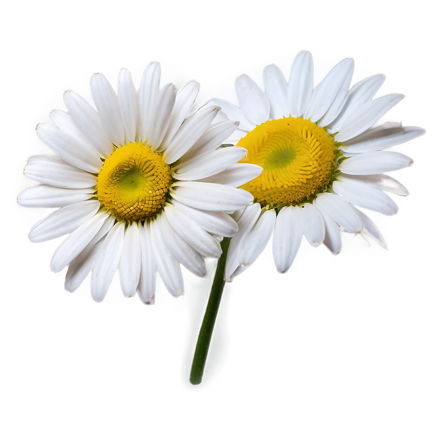 Daisies C