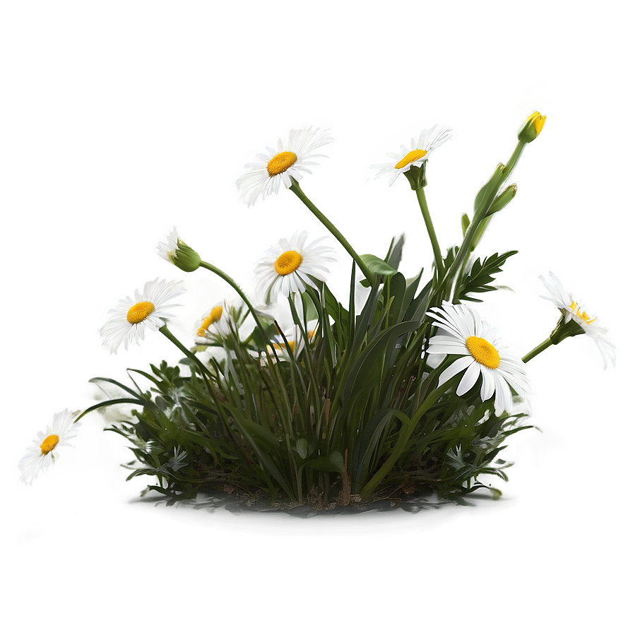 Daisies In Spring Png Rtn32