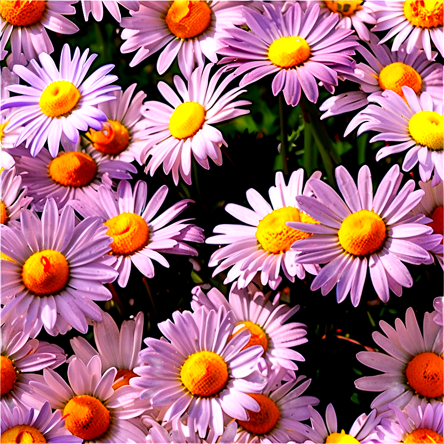 Daisies In Sunshine Png 53