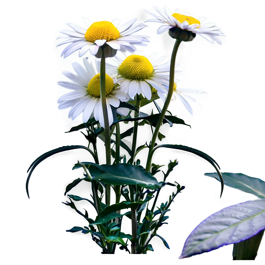 Daisies In Sunshine Png Dil