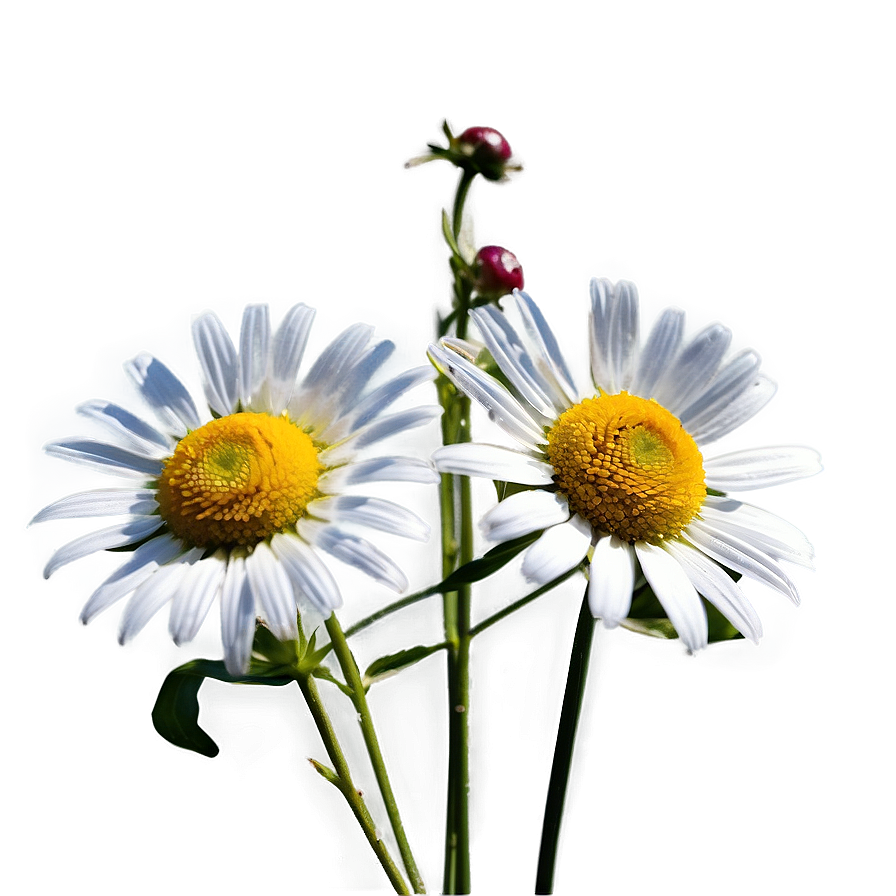 Daisies In The Wind Png Deq