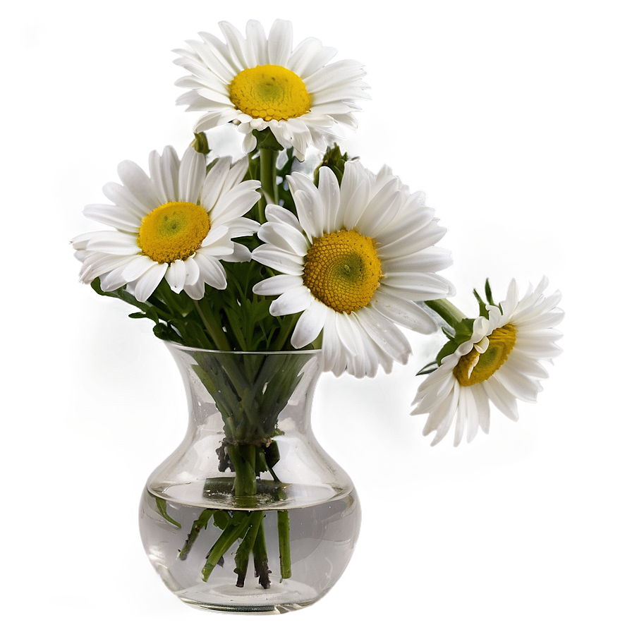 Daisies In Vase Png 06122024