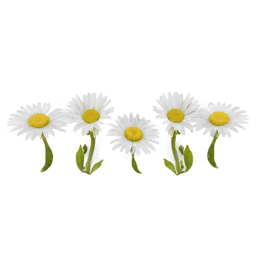 Daisies In Wild Nature Png 06122024