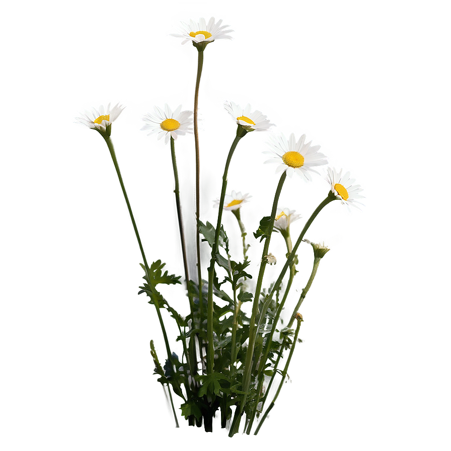 Daisies In Wild Nature Png 96