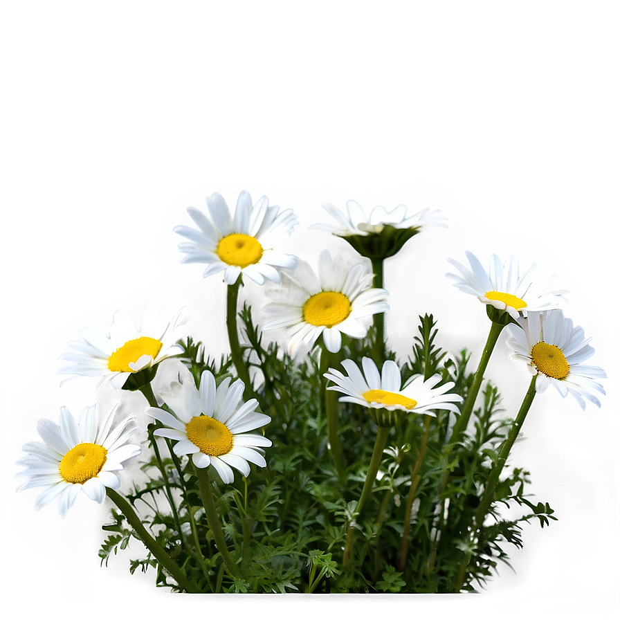 Daisies In Wild Nature Png Whw