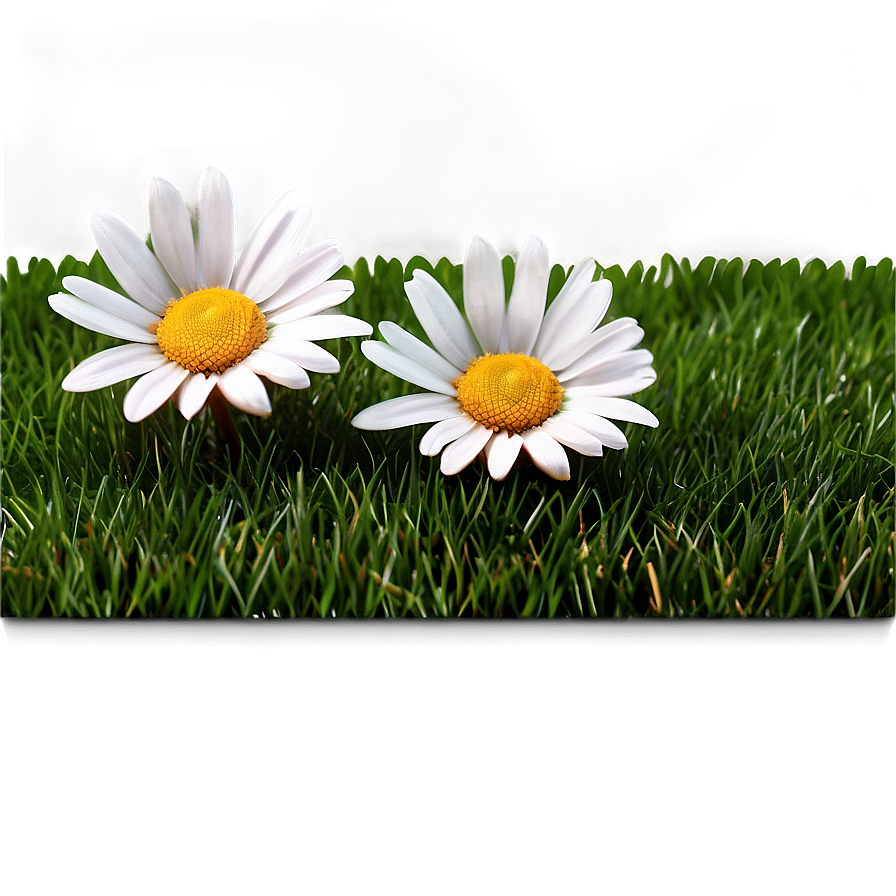 Daisies On Green Grass Png Nia18