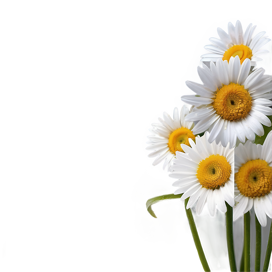 Daisies On White Background Png Dkv73